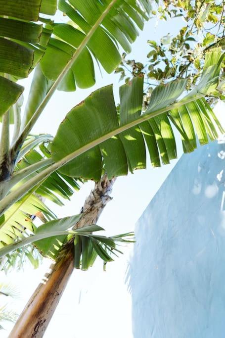 Tortuga Blue House In Banana Plantation Villa อารูกัส ภายนอก รูปภาพ